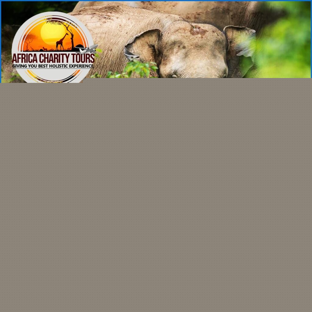 Wild and Beach Tours